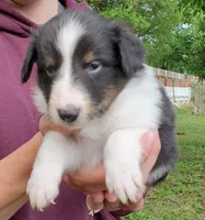 Male 3, a male Shetland Sheepdog for sale in Rock Valley, IA – 1 of 2