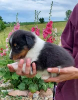 Female 4, a female Shetland Sheepdog for sale in Rock Valley, IA – 2 of 2