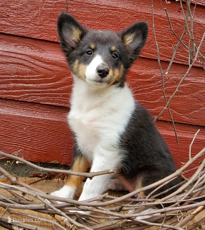 Female 3 – Shetland Sheepdog puppy for sale in Rock Valley, IA