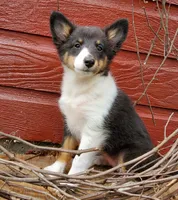 Female 3, a female Shetland Sheepdog for sale in Rock Valley, IA – 1 of 10