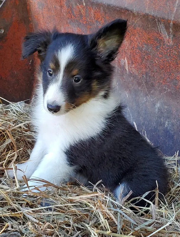 Male 3 – Shetland Sheepdog puppy for sale in Rock Valley, IA