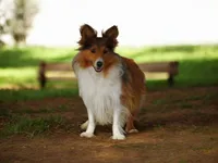 Skippy, a male Shetland Sheepdog for sale in Rock Valley, IA – 1 of 3
