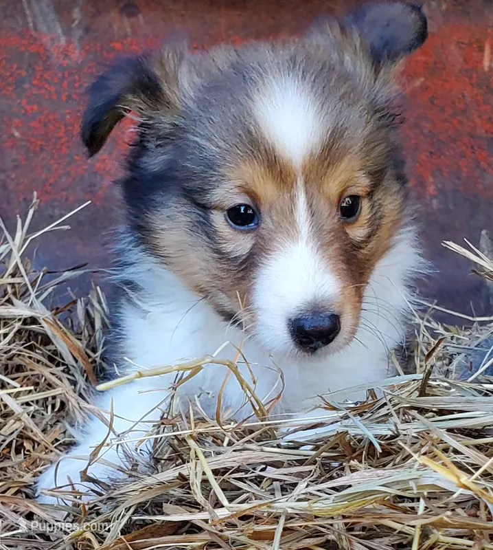 Male 2 – Shetland Sheepdog puppy for sale in Rock Valley, IA