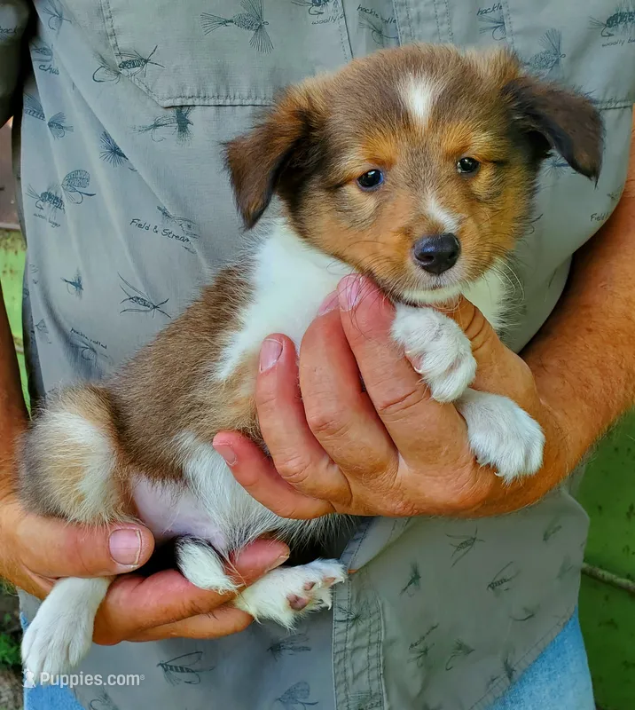 Male 1 – Shetland Sheepdog puppy for sale in Rock Valley, IA
