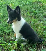 Female 3, a female Shetland Sheepdog for sale in Rock Valley, IA – 6 of 10