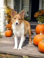 Skippy, a male Shetland Sheepdog for sale in Rock Valley, IA – 3 of 3