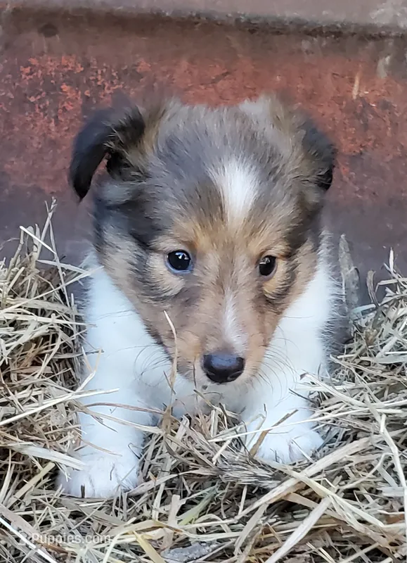 Male 1 – Shetland Sheepdog puppy for sale in Rock Valley, IA