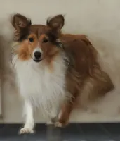 Skippy, a male Shetland Sheepdog for sale in Rock Valley, IA – 2 of 3