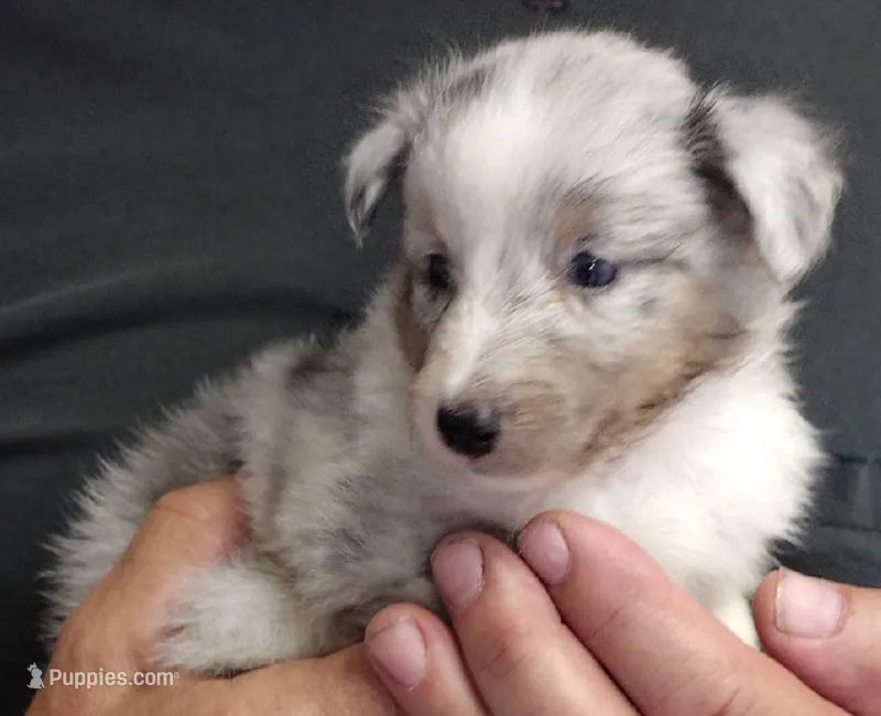 Female 1 – Shetland Sheepdog puppy for sale in Rock Valley, IA