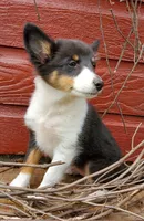 Female 3, a female Shetland Sheepdog for sale in Rock Valley, IA – 4 of 10