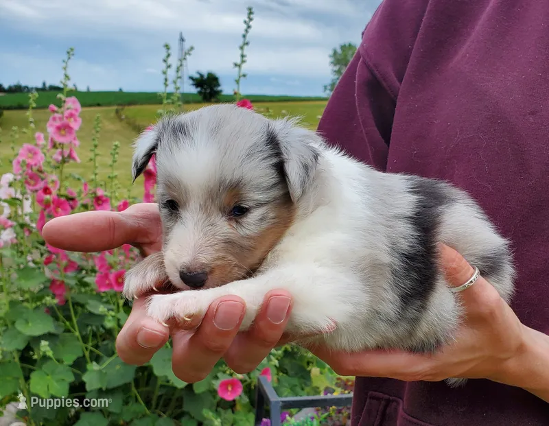 Female 1 – Shetland Sheepdog puppy for sale in Rock Valley, IA