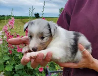 Female 1, a female Shetland Sheepdog for sale in Rock Valley, IA – 1 of 1