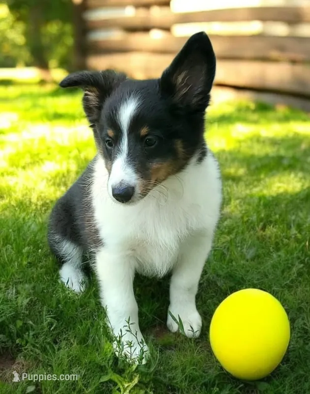 Male 3 – Shetland Sheepdog puppy for sale in Rock Valley, IA