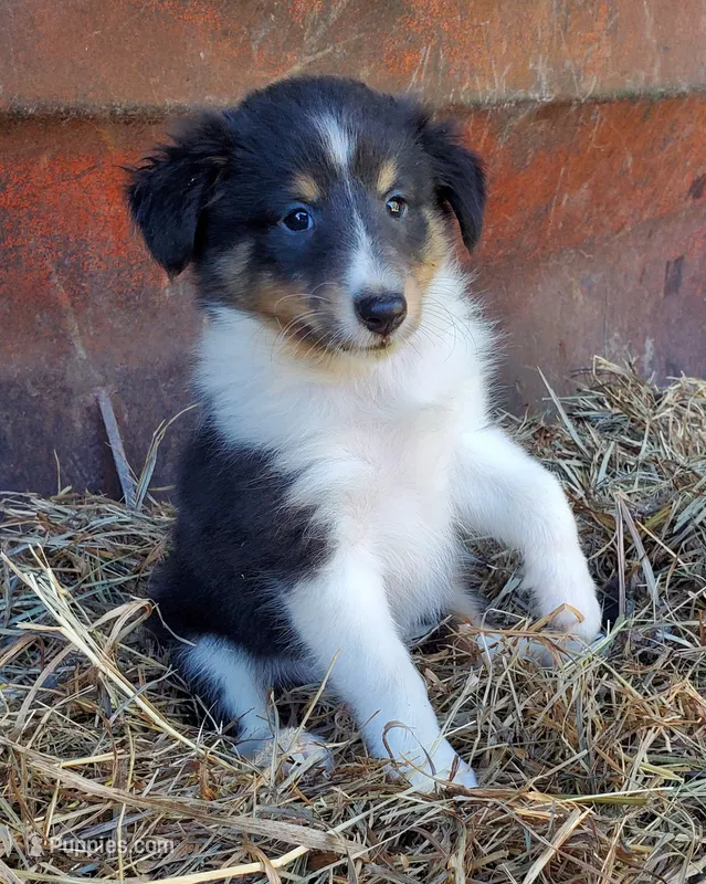 Female 4 – Shetland Sheepdog puppy for sale in Rock Valley, IA