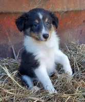 Puppy #3, a male Shetland Sheepdog for sale in Rock Valley, IA – 2 of 2
