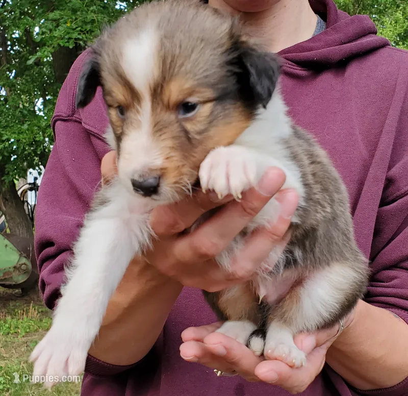 Male 2 – Shetland Sheepdog puppy for sale in Rock Valley, IA