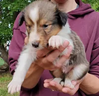 Male 2, a male Shetland Sheepdog for sale in Rock Valley, IA – 1 of 1