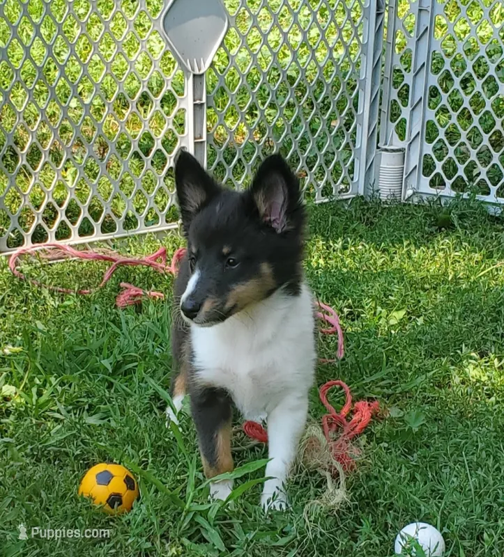 Female 3 – Shetland Sheepdog puppy for sale in Rock Valley, IA