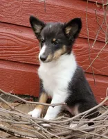 Female 3, a female Shetland Sheepdog for sale in Rock Valley, IA – 3 of 10