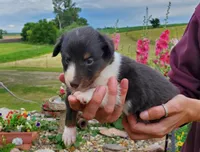 Female 3, a female Shetland Sheepdog for sale in Rock Valley, IA – 2 of 2