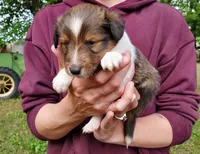 Male 1, a male Shetland Sheepdog for sale in Rock Valley, IA – 1 of 1