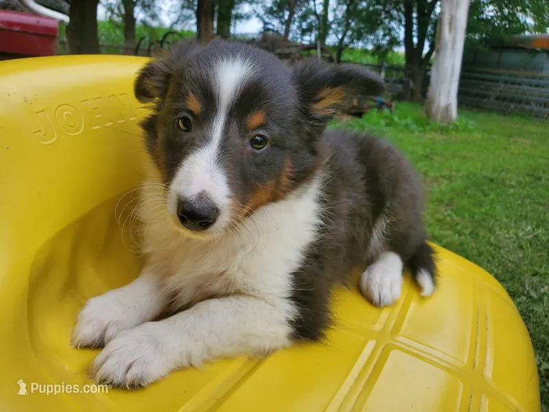Male 3 – Shetland Sheepdog puppy for sale in Rock Valley, IA