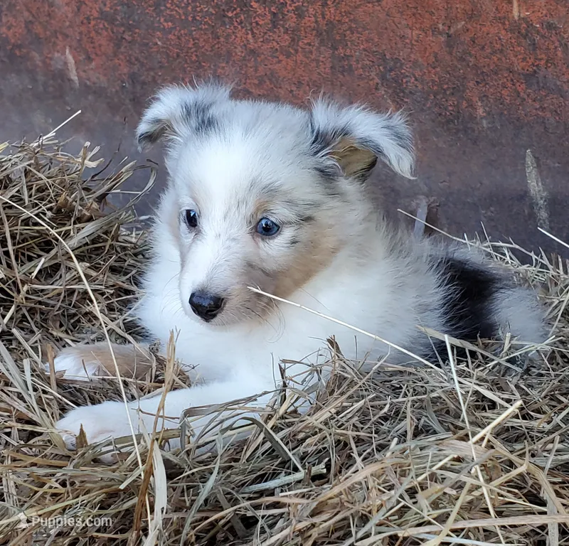 Female 1 – Shetland Sheepdog puppy for sale in Rock Valley, IA