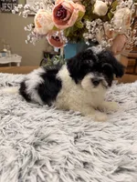 Beau, a male Maltipoo for sale in Winnsboro, TX – 2 of 6