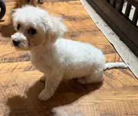 Turbo, a male Maltipoo for sale in Winnsboro, TX – 3 of 4