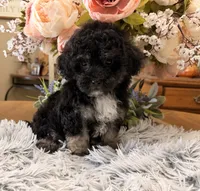 Andy, a male Maltipoo for sale in Winnsboro, TX – 2 of 6