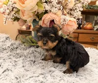 Bentley , a male Yorkshire Terrier for sale in Winnsboro, TX – 9 of 10