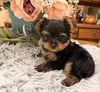 Bentley , a male Yorkshire Terrier for sale in Winnsboro, TX – 7 of 10