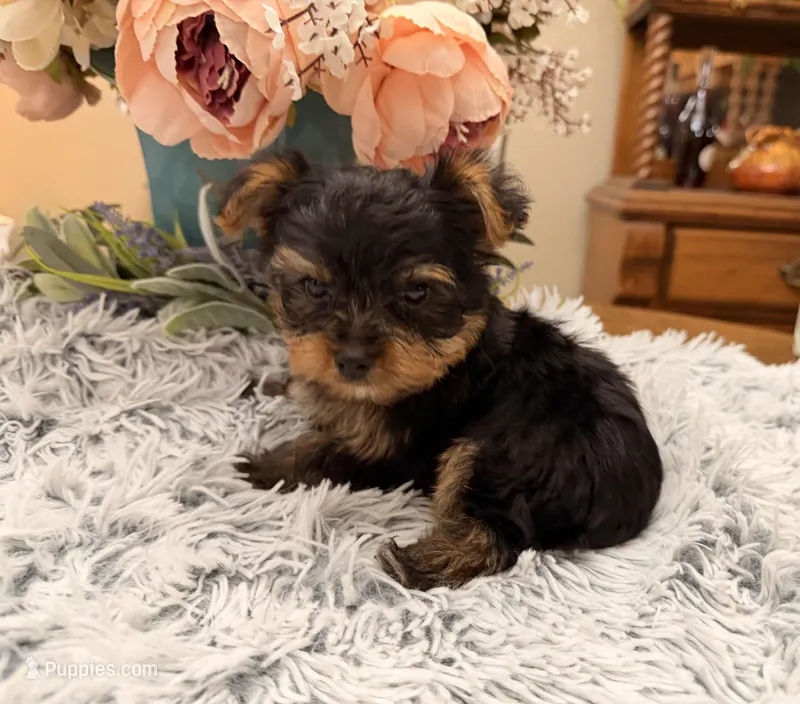 Bentley  – Yorkshire Terrier puppy for sale in Winnsboro, TX