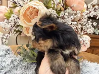 Bentley , a male Yorkshire Terrier for sale in Winnsboro, TX – 4 of 10