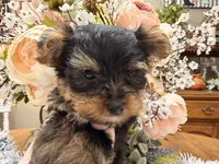Bentley , a male Yorkshire Terrier for sale in Winnsboro, TX – 5 of 10
