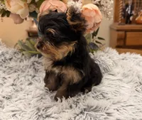 Bentley , a male Yorkshire Terrier for sale in Winnsboro, TX – 2 of 10