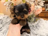 Bentley , a male Yorkshire Terrier for sale in Winnsboro, TX – 10 of 10