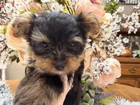 Bentley , a male Yorkshire Terrier for sale in Winnsboro, TX – 3 of 10