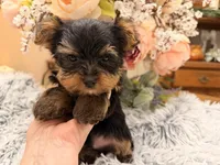 Bentley , a male Yorkshire Terrier for sale in Winnsboro, TX – 8 of 10