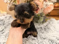 Bentley , a male Yorkshire Terrier for sale in Winnsboro, TX – 6 of 10