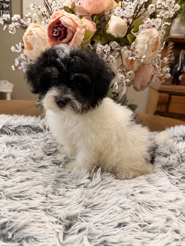 Beau – Maltipoo puppy for sale in Winnsboro, TX