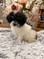 Beau, a male Maltipoo for sale in Winnsboro, TX – 1 of 6