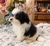 Gus, a male Maltipoo for sale in Winnsboro, TX – 6 of 6