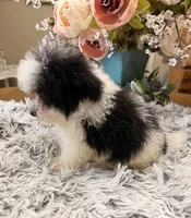 Gus, a male Maltipoo for sale in Winnsboro, TX – 3 of 6