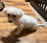 Turbo, a male Maltipoo for sale in Winnsboro, TX – 2 of 4