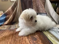 Sno, a male Maltipoo for sale in Winnsboro, TX – Photo 4 of 9