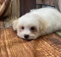 Sno, a male Maltipoo for sale in Winnsboro, TX – Photo 2 of 9