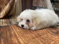 Sno, a male Maltipoo for sale in Winnsboro, TX – Photo 7 of 9