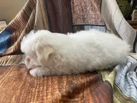 Sno, a male Maltipoo for sale in Winnsboro, TX – Photo 8 of 9