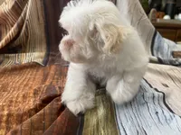 Sno, a male Maltipoo for sale in Winnsboro, TX – Photo 9 of 9